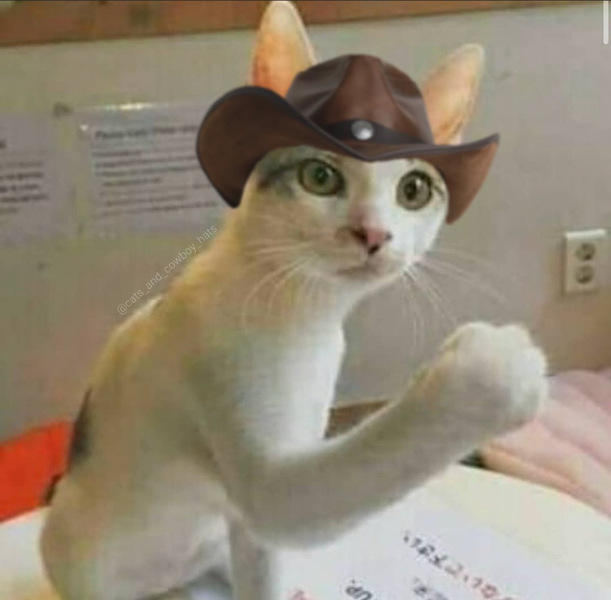 CowboyCats's tweet photo. https://t.co/tCoN2PocHu