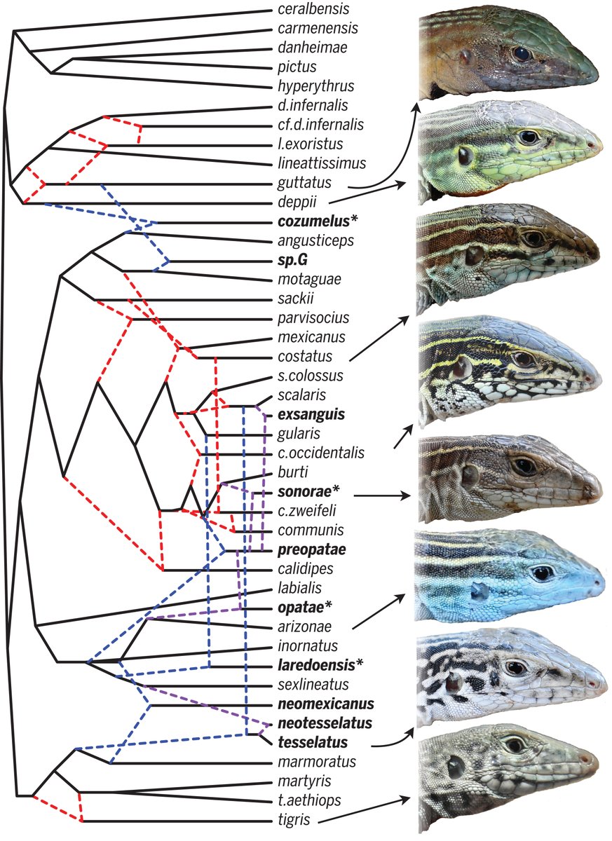 Scientists better understand how and why hybridization leads to diverse evolutionary outcomes, thanks to a new Science study in a type of lizard that includes a large number of species that frequently hybridize. fal.cn/3r3iR #ScienceResearch
