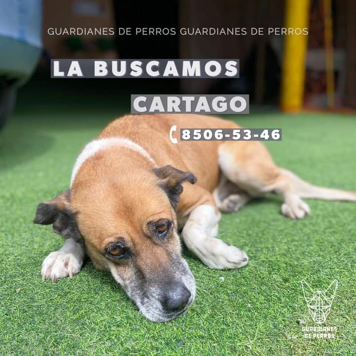 vale_castillom's tweet photo. Rescatamos a esta perrita y se escapó de su casa cuna 🚨 

- Hembra mediana 
- Color blanco con café claro
- Patas blancas con raya blanca en el cuello 
- Hocico canoso 
- Está muy delgada 

📍 Perdida en Tres Ríos, Cartago 

Información al 8506-5346 con Valeria Castillo! RT RT https://t.co/exvQqS6Rr1