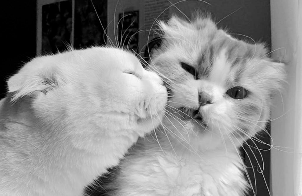 10/10 siyah beyaz (@ononsiyahbeyaz) on Twitter photo 