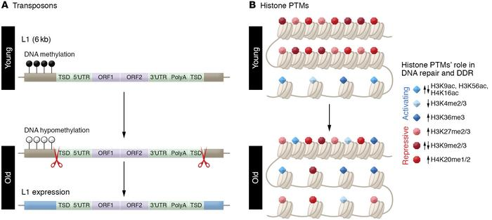 Epigenetics, DNA damage, and aging

Carolina Soto-Palma, Laura Niedernhofer, <a href="/Chris_Faulk_bio/">Christopher Faulk</a>, and Xiao Dong

jci.org/articles/view/…

<a href="/jcileaders/">JCI</a>