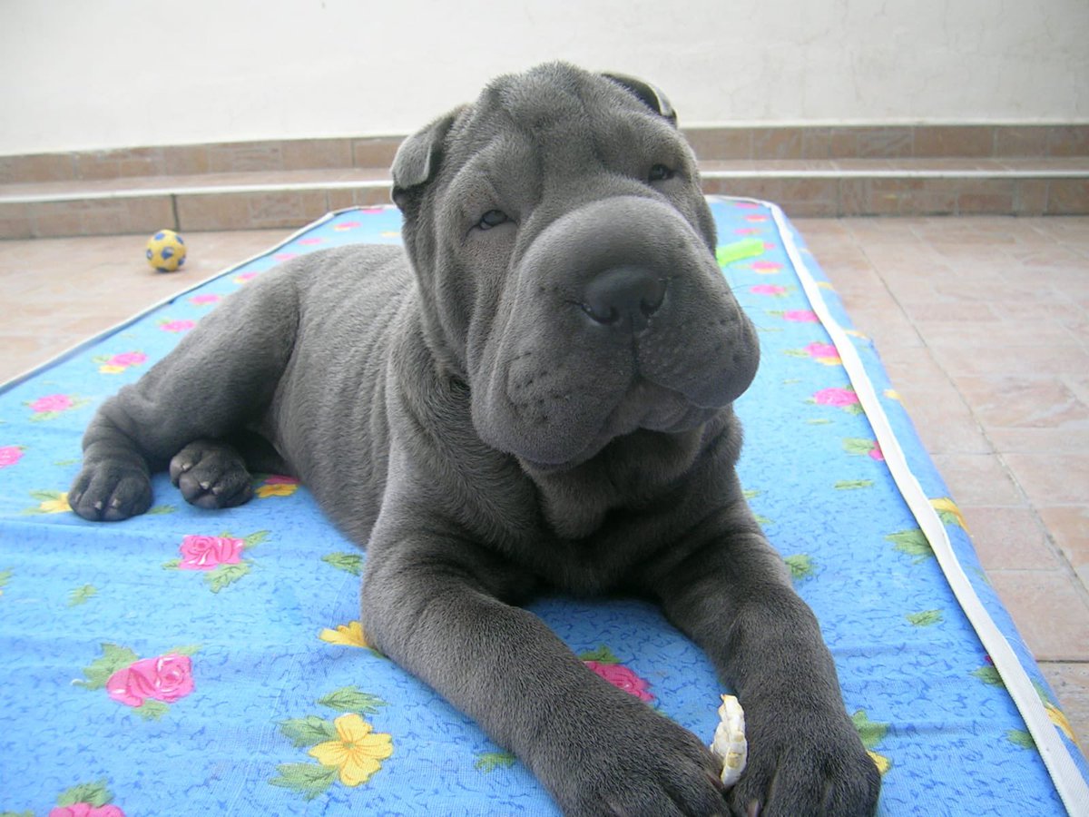 evrançelem tweet media