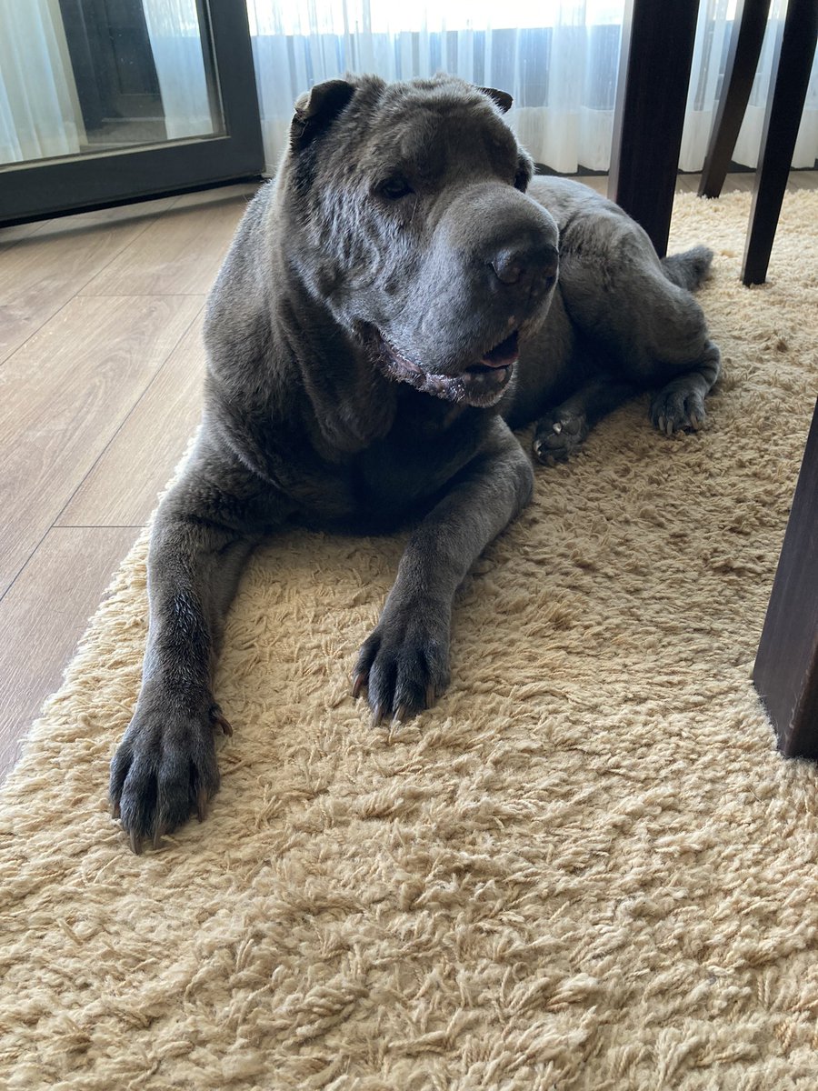 evrançelem tweet media