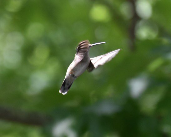 KDianePick's tweet photo. My afternoon work…capturing photos of the hummingbirds who have been our companions this summer. #hummingbirds #NaturePhotography ❤️#Retirement https://t.co/yXjFuVkf2m