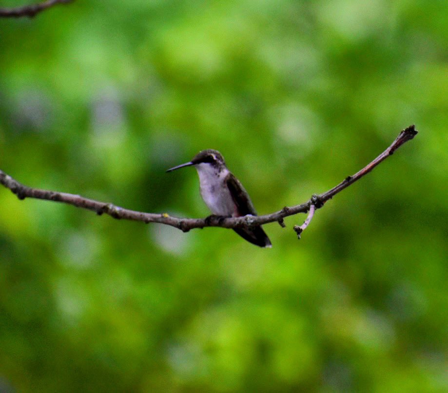 KDianePick's tweet photo. My afternoon work…capturing photos of the hummingbirds who have been our companions this summer. #hummingbirds #NaturePhotography ❤️#Retirement https://t.co/yXjFuVkf2m