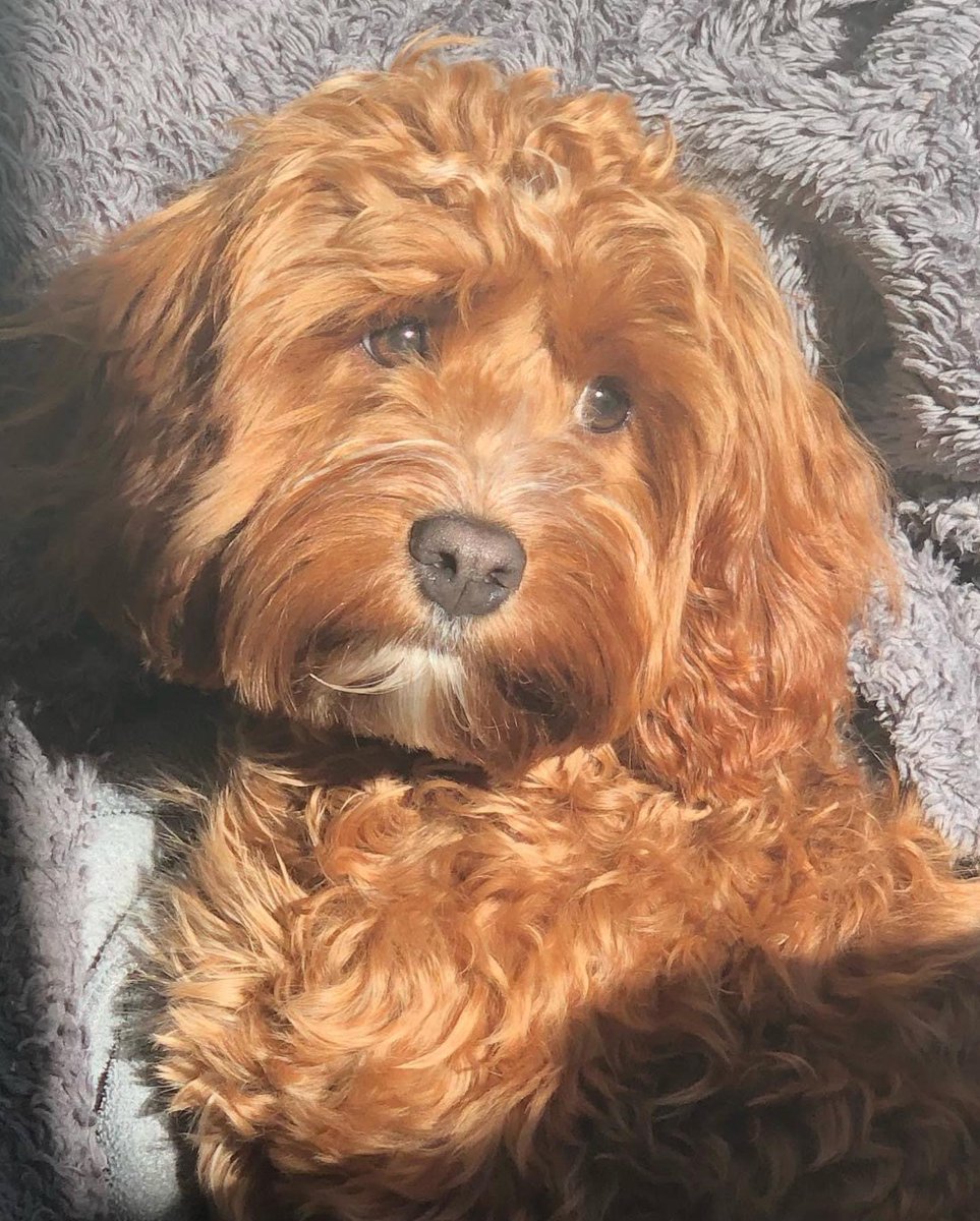 Keep looking for Maple wherever you go. Talk to people about her and let those not on social media know about her. We need your help🙏🏻<a href="/ThamesVP/">Thames Valley Police</a> do all you can and then more <a href="/tagthedogteam/">#TagTheDogTeam</a> <a href="/DogLostUK/">DogLost</a> <a href="/StolenSmaila/">Stolen Smaila Poodle Edmonton N18</a> @find_maple <a href="/rosiedoc666/">Rosie Doc</a> <a href="/KarenFi51820768/">Karen Field</a> <a href="/ScottSalli/">Salli</a> <a href="/AlanDaffern/">John David Alan Daffern and Davey d...all grown up</a>