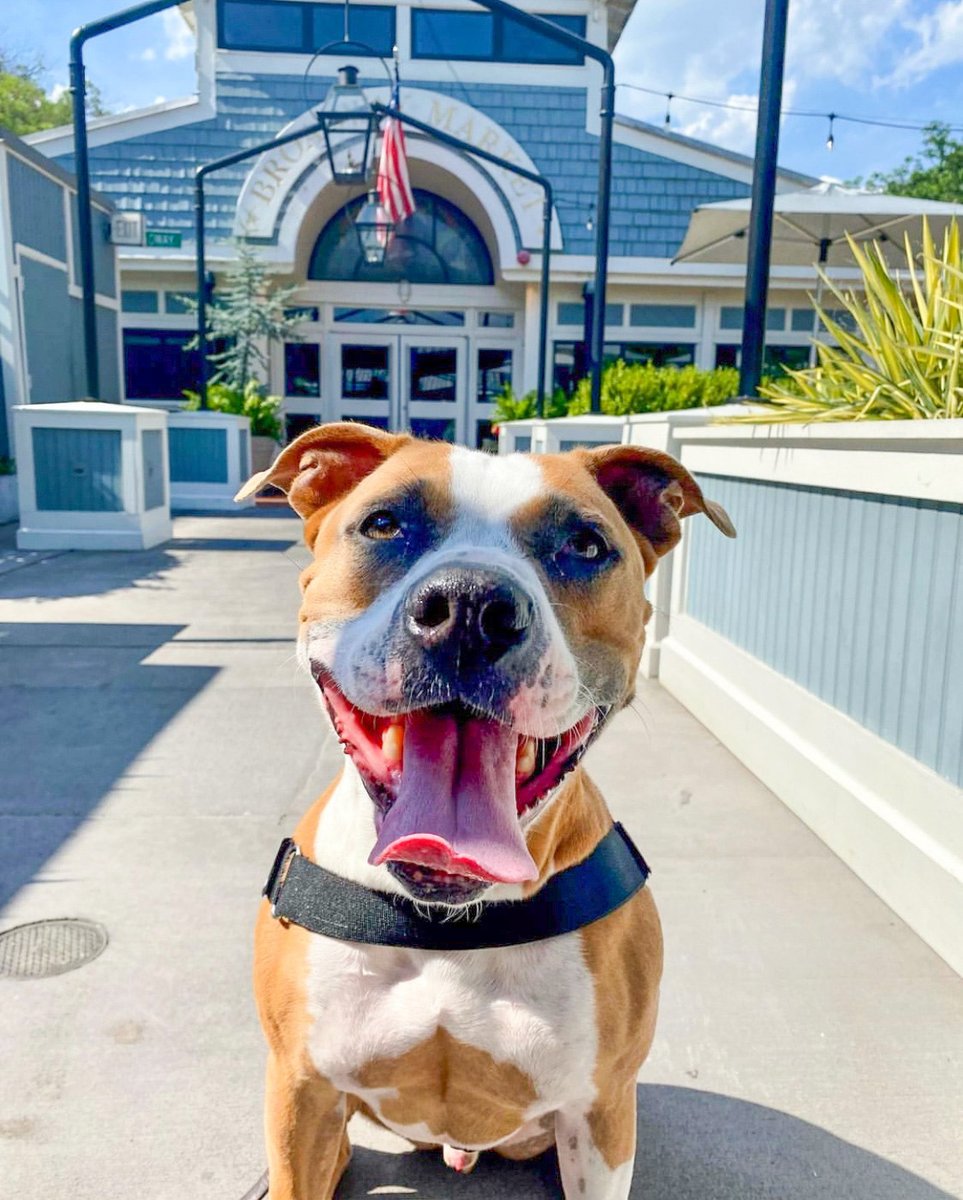 Sir Charlie Stevens is getting ready for Yappy Hour in just two days! Who else is joining us this Wednesday (8/17)