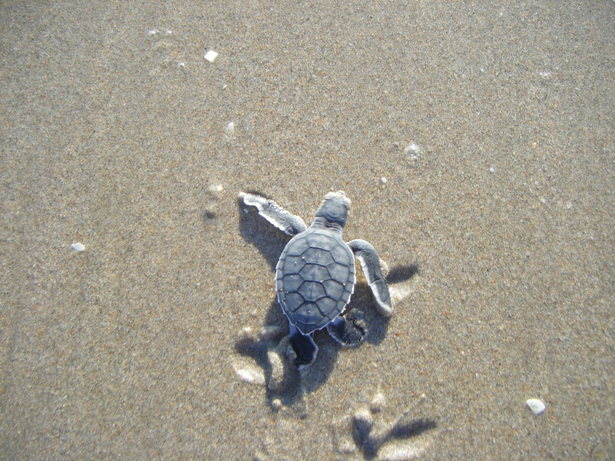 Do you love baby sea turtles? 🐢 Silly question, of course you do. Luckily there's still time to sign up for a Sea Turtle Hatchling Release Program! Sign up with the <a href="/BrowardCTurtles/">Broward County Sea Turtle Conservation Program</a> or <a href="/BrowardParks/">Broward County Parks</a> to reserve your spot! #MarineMonday

ow.ly/H1Gy50KkhML