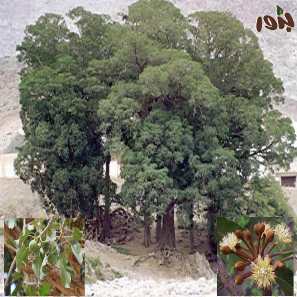 اللبخ العملاق هو الاسم الشائع
الإسم العلمي:Mimusops laurifolia
يسمى ايضاً:اللبخ البري-لبخ محلي
تعتبر من اطول اشجار السعودية النادرة وكذلك (المهددة بالإنقراض)
أزهارها صفراء اللون كروية الشكل رائحتها عطرية
محبة لأشعة الشمس وتتحمل الجفاف
مقاومة للملوحة
تتحمل الأجواء الحارة والباردة