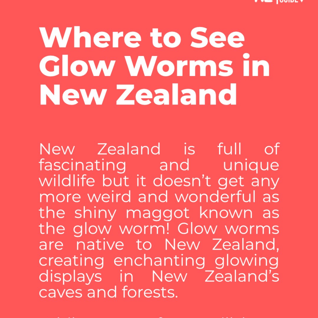 BPKGuide's tweet image. Where to See Glow Worms in New Zealand
📌 See more on NZPocketGuide - Your FREE travel guide to New Zealand!
#nzmustdo #nzpocketguide #purenz #destinationnz  #newzealandfinds #travelnewzealand #visitnewzealand #newzealandtrip #travelnz #newzealandguide #nz #newzealand
