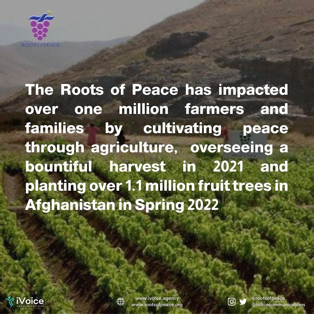 iVoiceComms's tweet photo. One year after the taliban takeover of #Afghanistan, NGO @RootsofPeace succeeded in planting 1.1 million fruit trees 🌳 in 2022 for food security admist dire challenges.
•
 #rootsofpeace #USAID #turningminestovines #sustainablepeace #footstepsforpeace #agriculture #unitednations https://t.co/50FQazPYCh