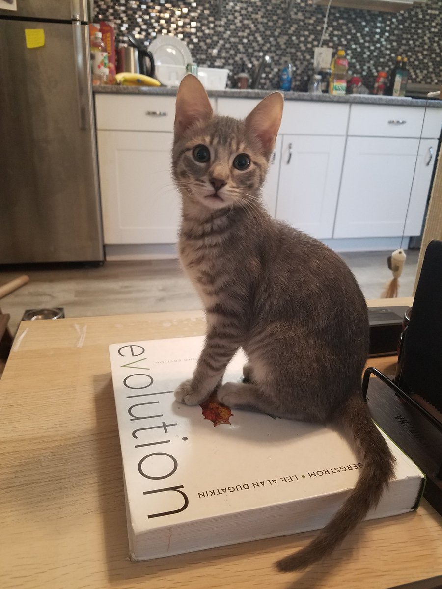 DyerEntomology's tweet photo. A lot has changed since I took a hiatus from social media. I finished grad school, got a new job, moved to a new state, won an award, and became a cat dad! But now I'm excited to begin a new chapter of life and resume some long neglected projects. https://t.co/pRYCutWvLF