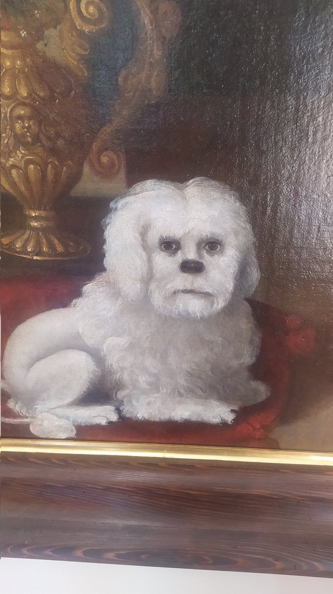 GigaGuns's tweet photo. Ako ste mislili da ste vi ispali loše na osobnoj. Think again. #trakoscan 🐩 https://t.co/yw7ChK6NuP