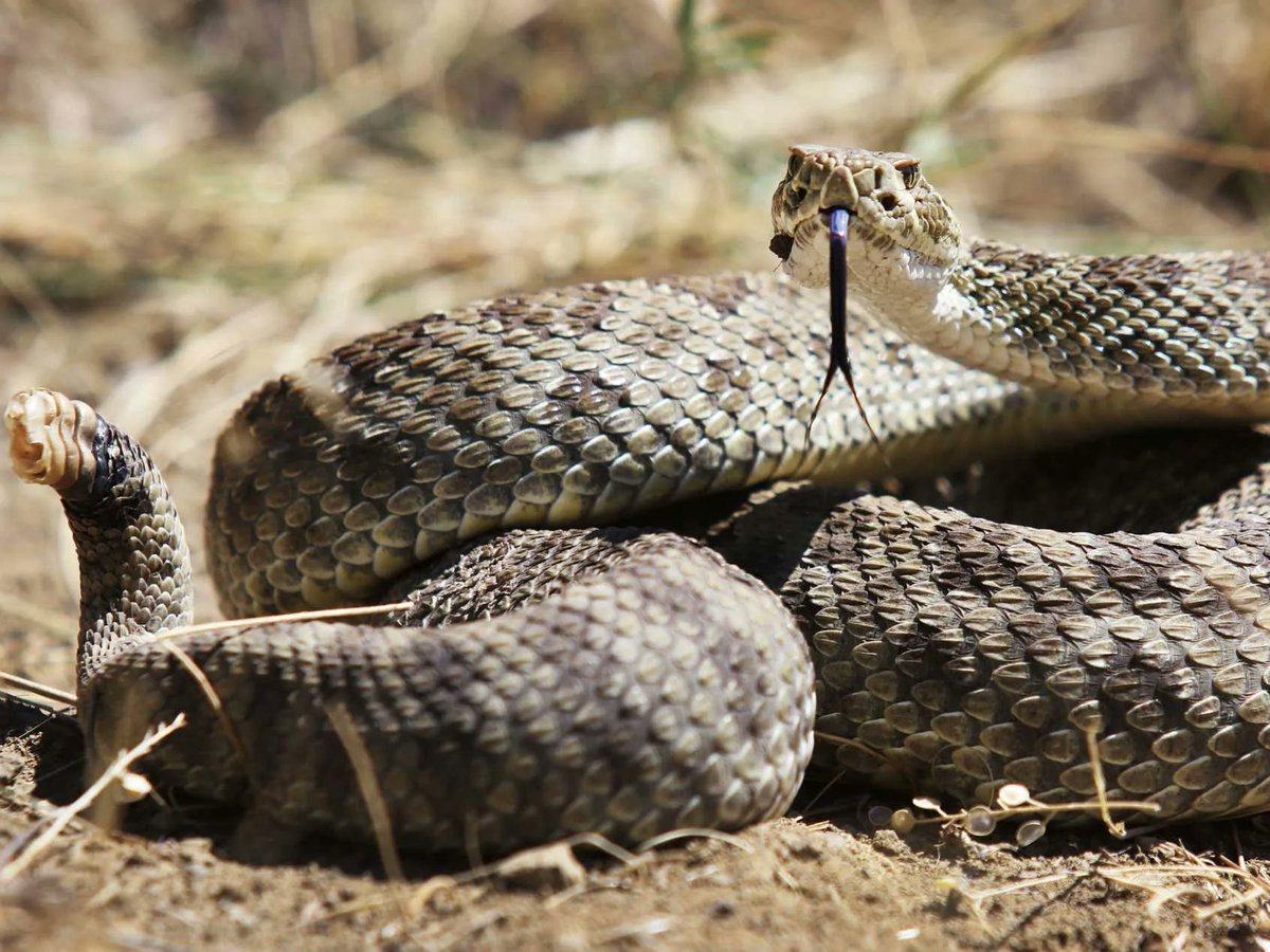 barstoolsports's tweet photo. R.I.P. To Marty Martin, The "Ambassador Of Rattlesnakes", Who Passed Away From A Rattlesnake Bite https://t.co/NrNx3uCx45 https://t.co/VQAYMQEHnL