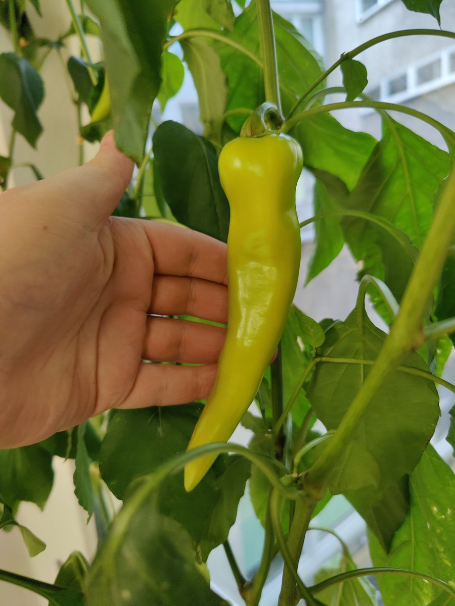 Die Büropaprika ist nun über 130cm hoch (normal 80) und hat ordentliche Früchte!