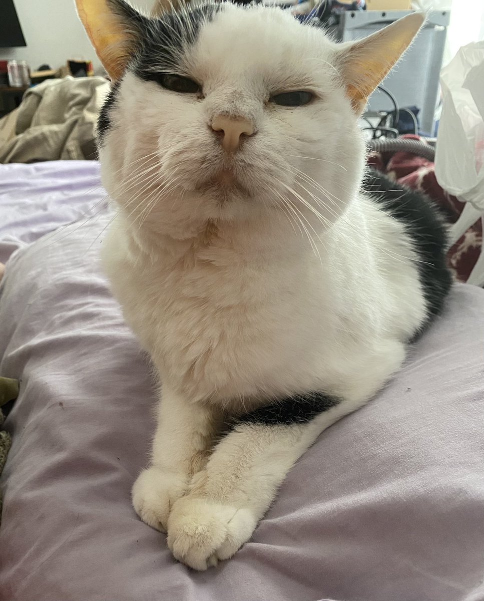 KvotheTheArcane's tweet photo. Day 46 Koaposting to cleanse your TL. A story in two parts.
1) Mighty fine pillow you got here.
2) I’m just gonna go ahead and turn into a little loaf on it.
#NAFO #CatsOfNafo #MrBumbleButt https://t.co/10eOJJoWJS