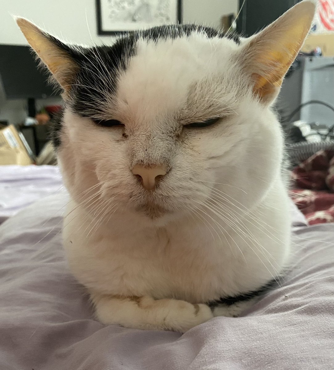 KvotheTheArcane's tweet photo. Day 46 Koaposting to cleanse your TL. A story in two parts.
1) Mighty fine pillow you got here.
2) I’m just gonna go ahead and turn into a little loaf on it.
#NAFO #CatsOfNafo #MrBumbleButt https://t.co/10eOJJoWJS