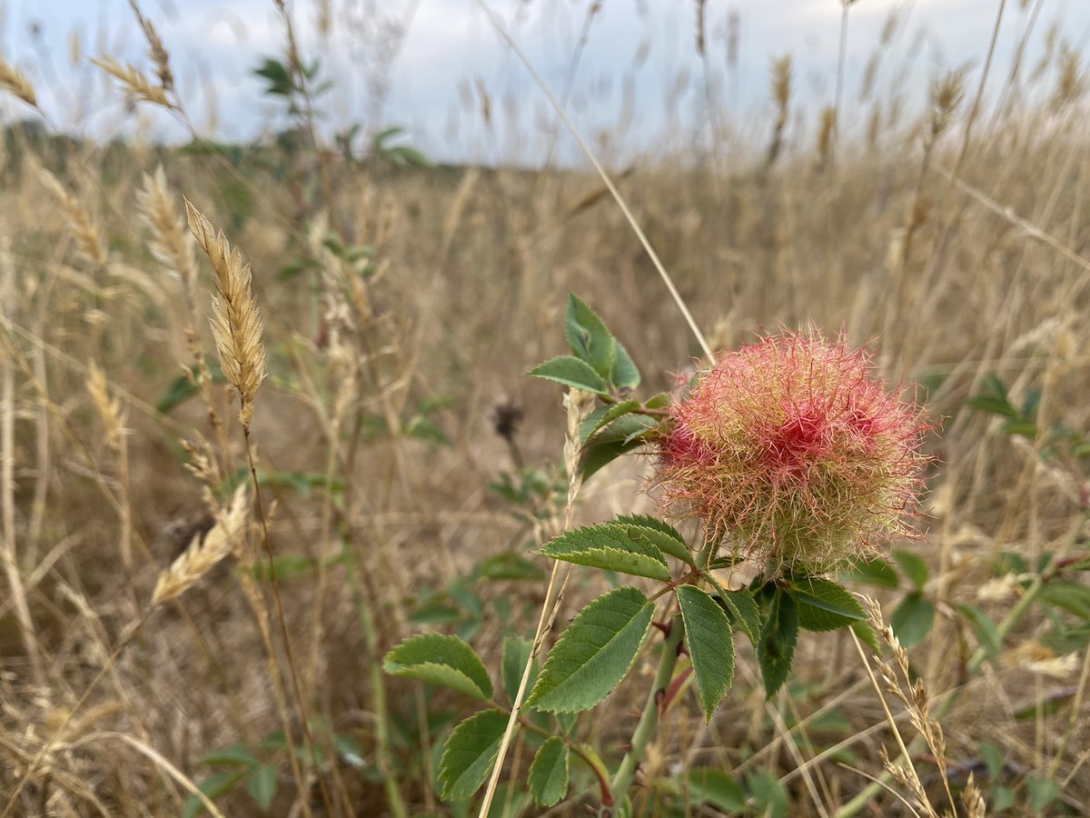 BCConservators's tweet photo. Robin's pincushion (or the rose bedeguar gall) are bursts of vibrant colour on #BansteadCommons at the moment.
This gall is caused by the larvae of a tiny gall wasp, Dipoloepis rosae. The larvae of the wasp secrete chemicals which produce abnormal growth in wild roses. https://t.co/FAKMOfXMhh