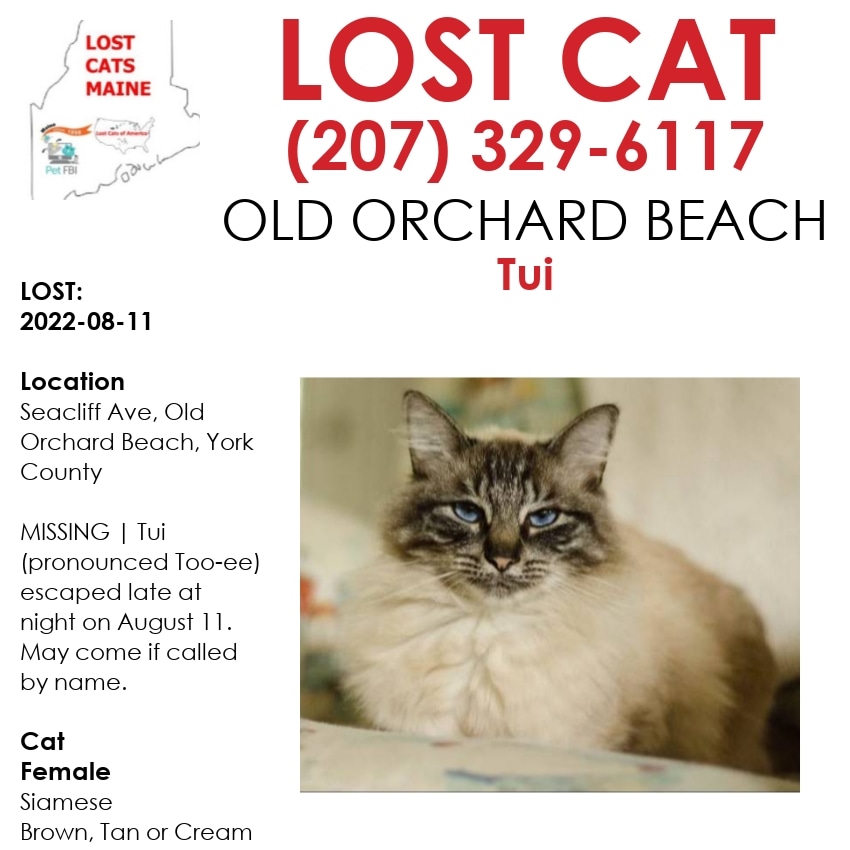 LostDogsMaine's tweet photo. #Lost  #Cat - 
Date Lost:  2022-08-11 
 Cat's Name: #Tui 
Breed of  Cat:  Siamese 
Gender:  Female 
Closest Intersection:  Seacliff Ave, Old Orchard Beach, York County, ME, US, 04064. 
MISSING | Tui (pronounced Too-ee) escaped late 
#HelpingLostPets #PetFBI https://t.co/t3fta4ISCM