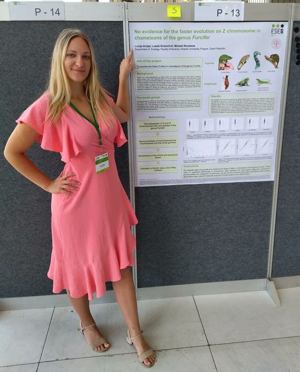 LucijaAndjel's tweet photo. My first poster presentation about the evolution of sex chromosomes in chameleons on the #ESEB congress 🤓

#eseb2022 #bingoeseb2022 #phdvoice #phd #phdlife #phdstudent #conference #science #sciencestudent #biology #evolution #chameleons #reptile #prague #praha #czechrepublic https://t.co/HruSYzMWzI
