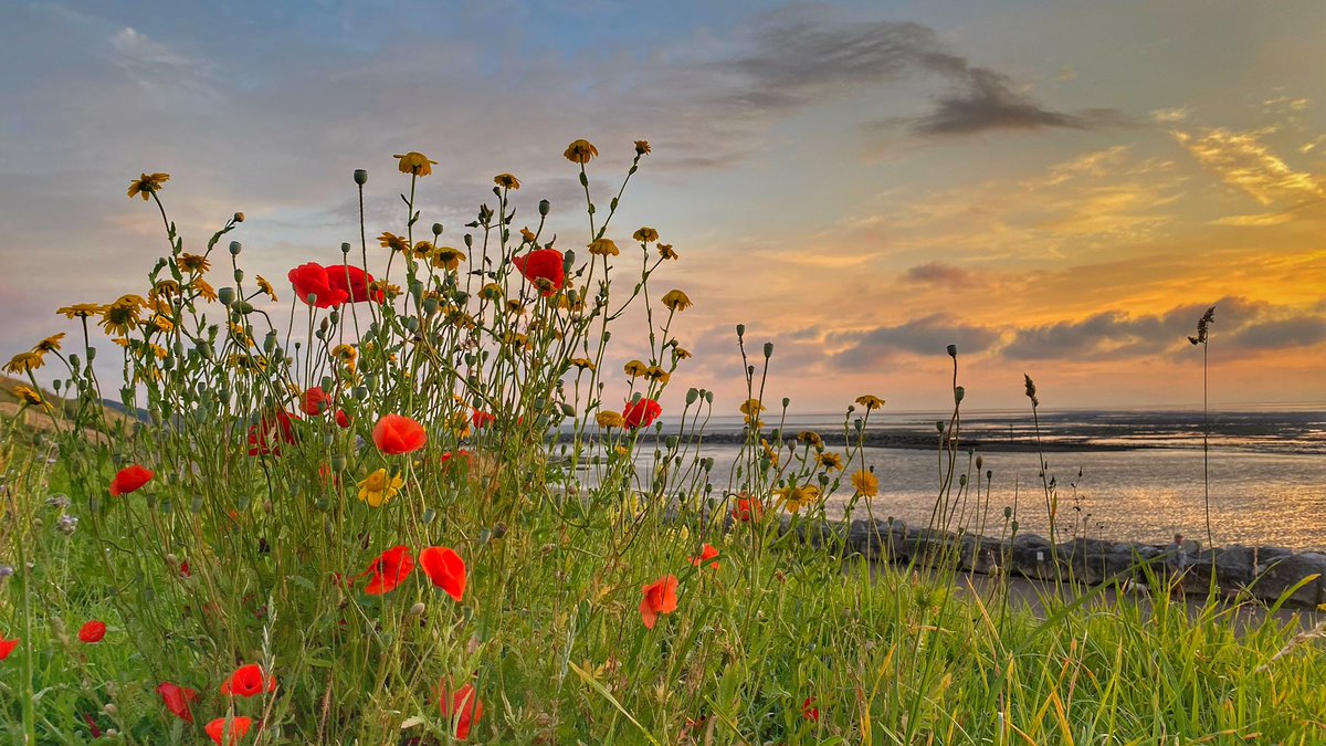 Phil Dawson tweet media