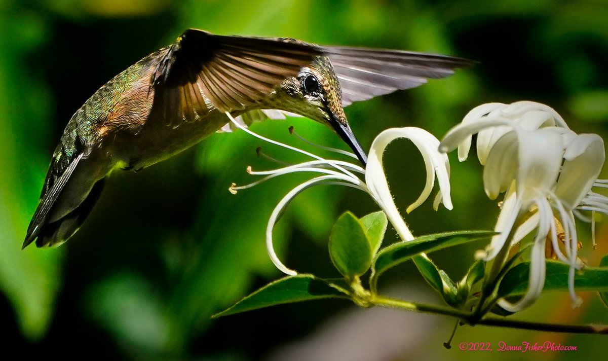 DonnaFisherMC's tweet photo. My new best friend is about the size of your index finger. He stays 5 seconds then is gone. 'They' say his visits are harbingers of good news and can mean brand new &amp; unpredictable joys are only moments away. Hope so. #hummingbirds #LehighValley #Pabirds https://t.co/TjqWhIXDdB https://t.co/26tuFbEVpH