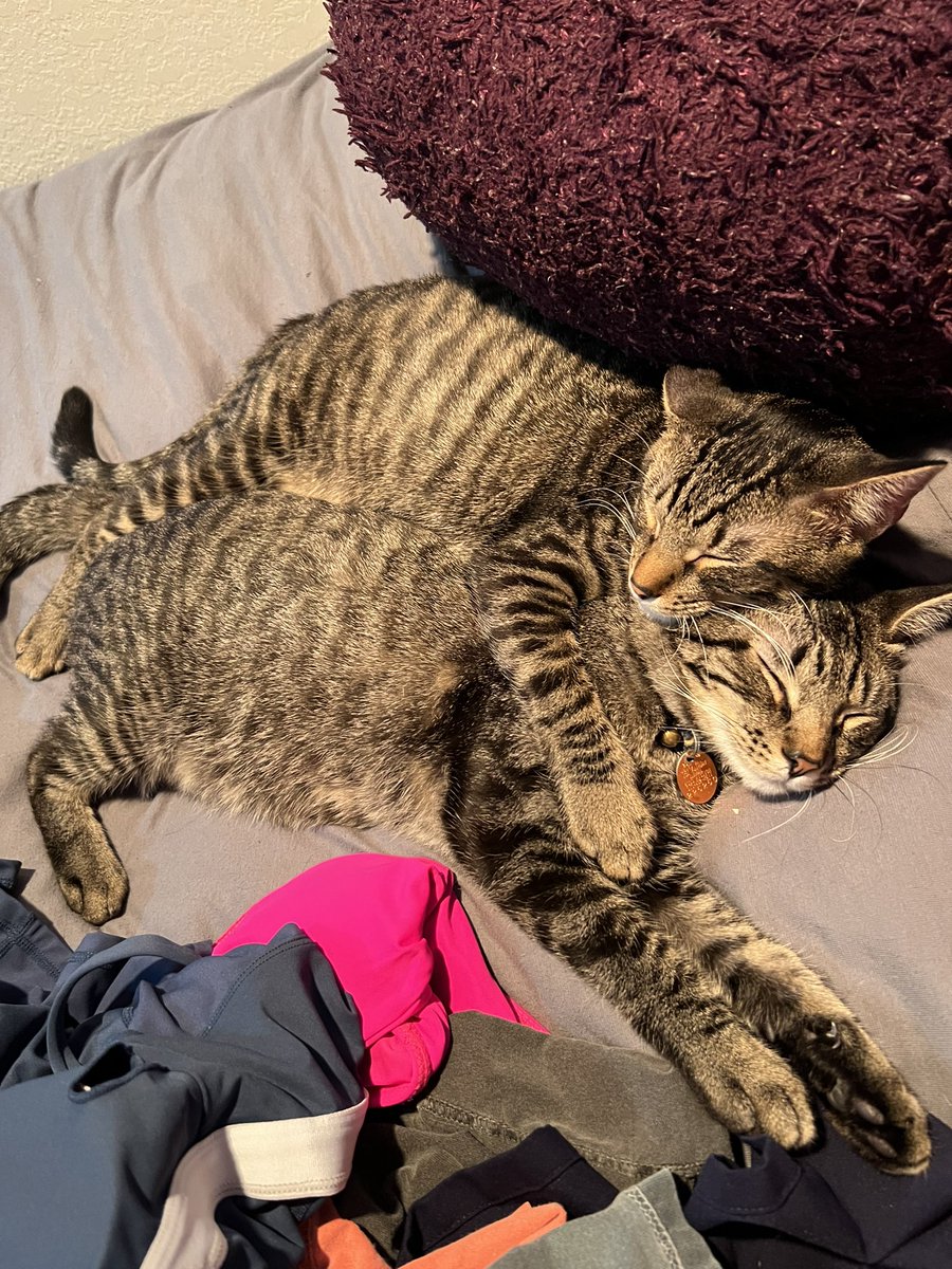 EMdoak's tweet photo. highly recommend adopting two kittens at once instead of one, they’ll be best buds 🥹 https://t.co/JM8z3IV8Nv