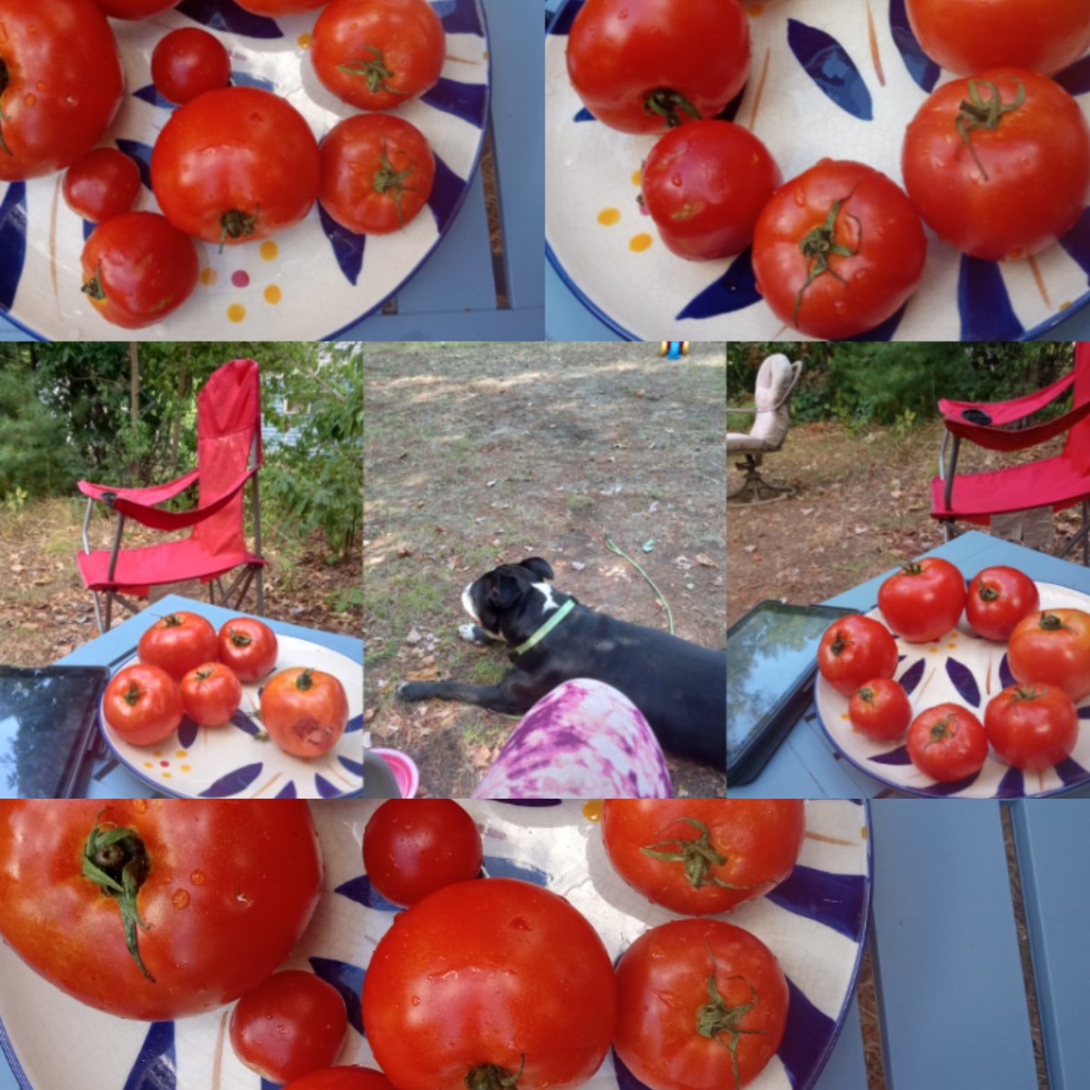 DoreneShaver1's tweet photo. Oww I can feel just a hint of fall,gotta eat theese #nativetomatoes while I can ,but I'd sacrifice for my favorite time of year any day π₯π https://t.co/9vSQNYs4RB