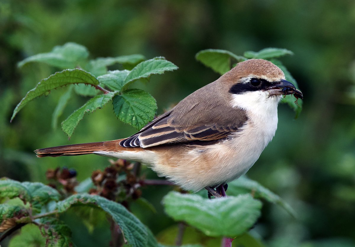 SHG123123's tweet photo. Possibly the most photographed bird on the North East Coast the Turkestan Shrike or Red-tailed shrike. Nevertheless a fabulous bird. #birds @Bempton_Cliffs #My200BirdYear @BirdWatchingMag https://t.co/TolWOjk2JL
