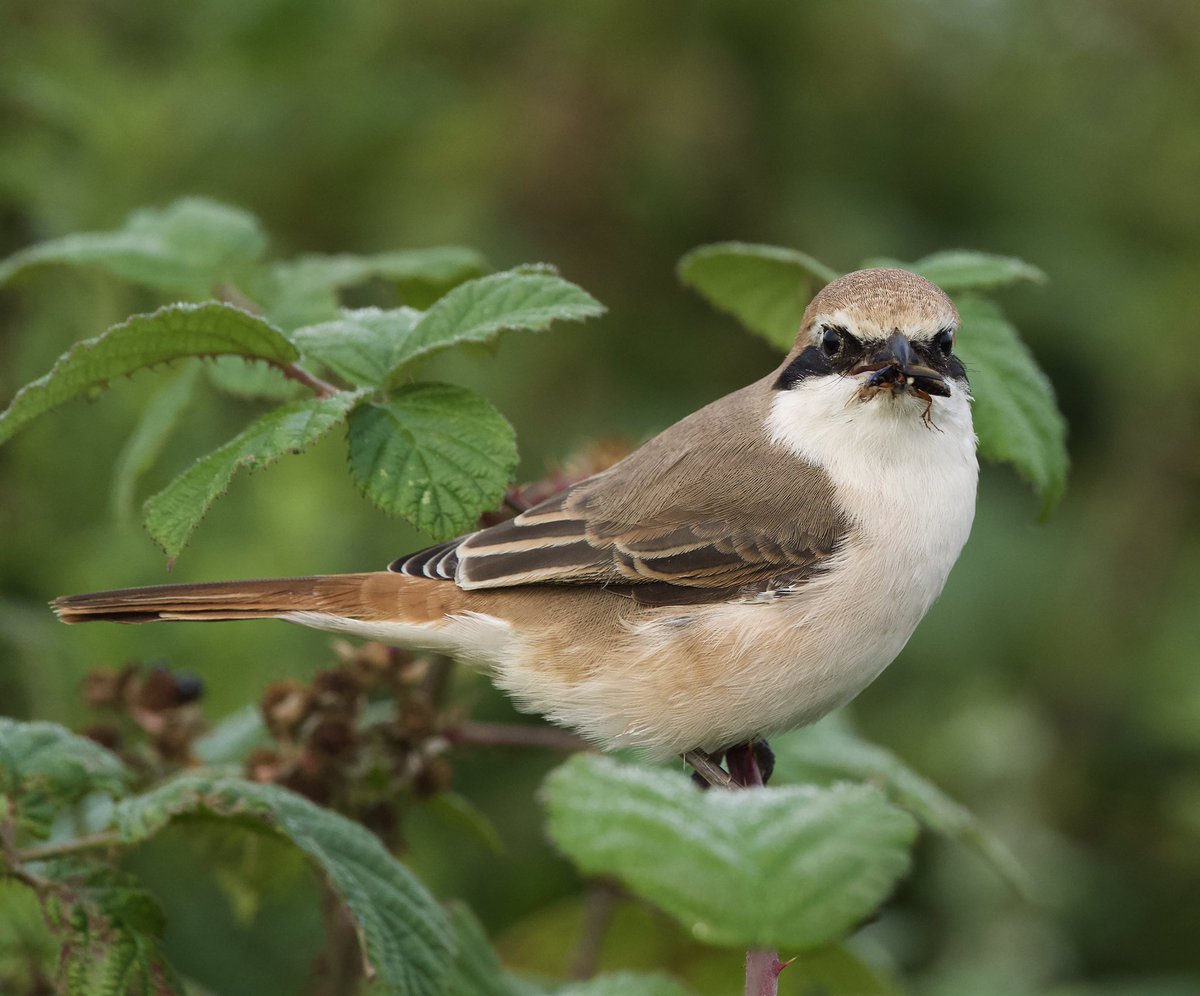 SHG123123's tweet photo. Possibly the most photographed bird on the North East Coast the Turkestan Shrike or Red-tailed shrike. Nevertheless a fabulous bird. #birds @Bempton_Cliffs #My200BirdYear @BirdWatchingMag https://t.co/TolWOjk2JL