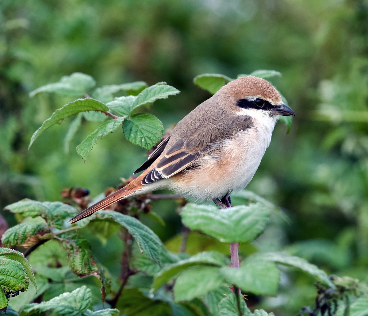 SHG123123's tweet photo. Possibly the most photographed bird on the North East Coast the Turkestan Shrike or Red-tailed shrike. Nevertheless a fabulous bird. #birds @Bempton_Cliffs #My200BirdYear @BirdWatchingMag https://t.co/TolWOjk2JL
