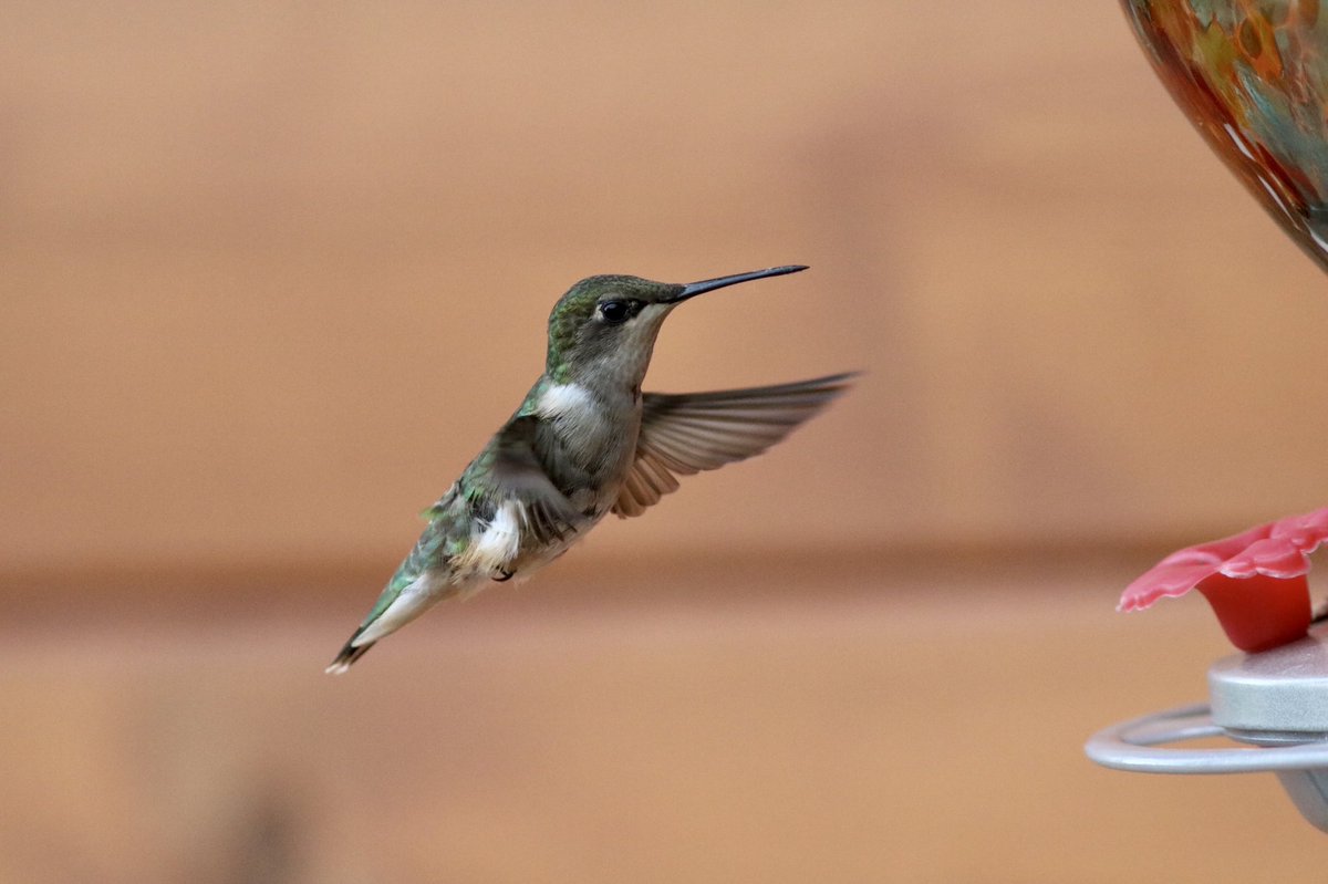 kattwalk's tweet photo. Chasing juvie hummers today. #hummingbird https://t.co/Ia1mbV8iGP