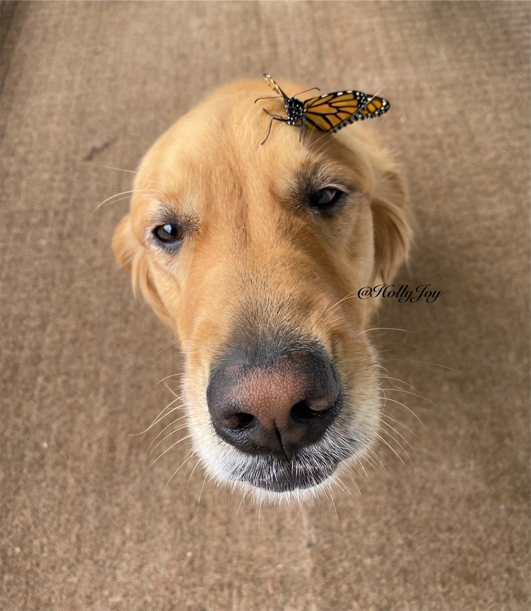You got a friend in me! ♥️🦋
.
.
#dogsoftwitter #dogs #goldenretriever #friends #monarch #butterfly