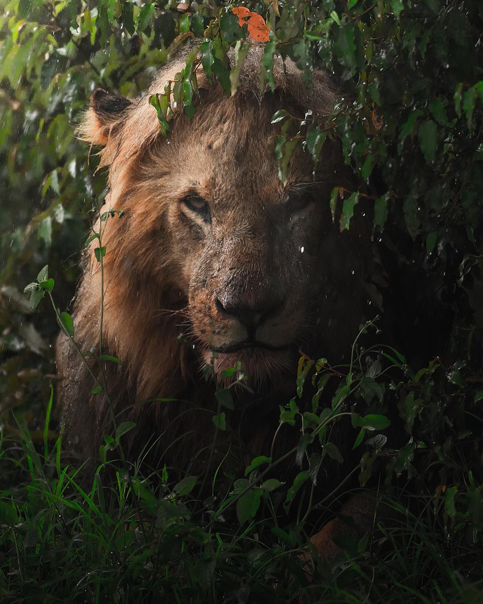 earth's tweet photo. Visions of the king.
cc: @dhirjakharia https://t.co/W92Up7EDYU