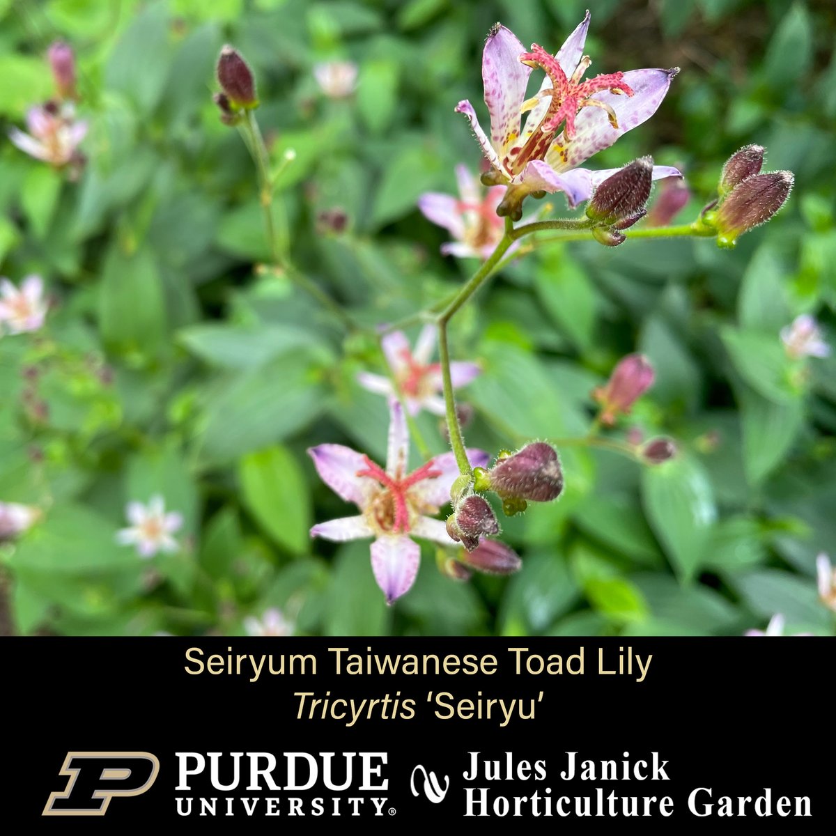 PurdueHortLA's tweet photo. Blooming this week in the Jules Janick Horticulture Garden:
* Seiryum Taiwanese Toad Lily *
* Obedient Plant *
* Torch Mexican Sunflower *
* Sweet Pickle Pepper *
#JJHGTuesday #PurdueHLA #PurdueAg
#PicturePurdue #Horticulture #FlowersMakeMeHappy
#PlantLove #GardenInspiration https://t.co/yBobcxTGwI