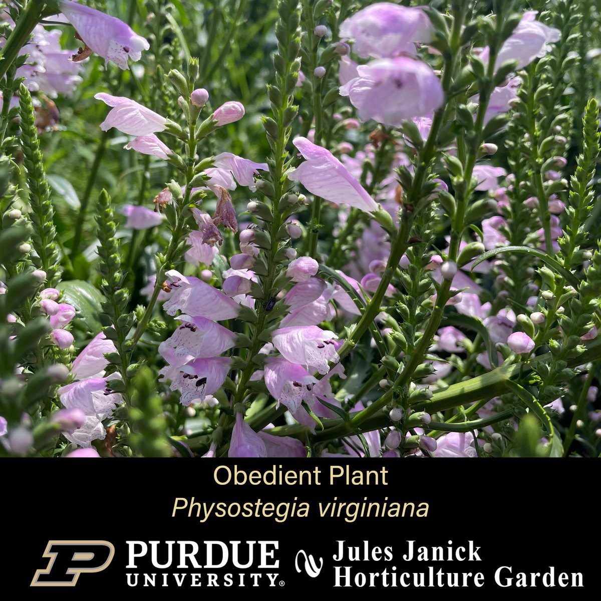 PurdueHortLA's tweet photo. Blooming this week in the Jules Janick Horticulture Garden:
* Seiryum Taiwanese Toad Lily *
* Obedient Plant *
* Torch Mexican Sunflower *
* Sweet Pickle Pepper *
#JJHGTuesday #PurdueHLA #PurdueAg
#PicturePurdue #Horticulture #FlowersMakeMeHappy
#PlantLove #GardenInspiration https://t.co/yBobcxTGwI
