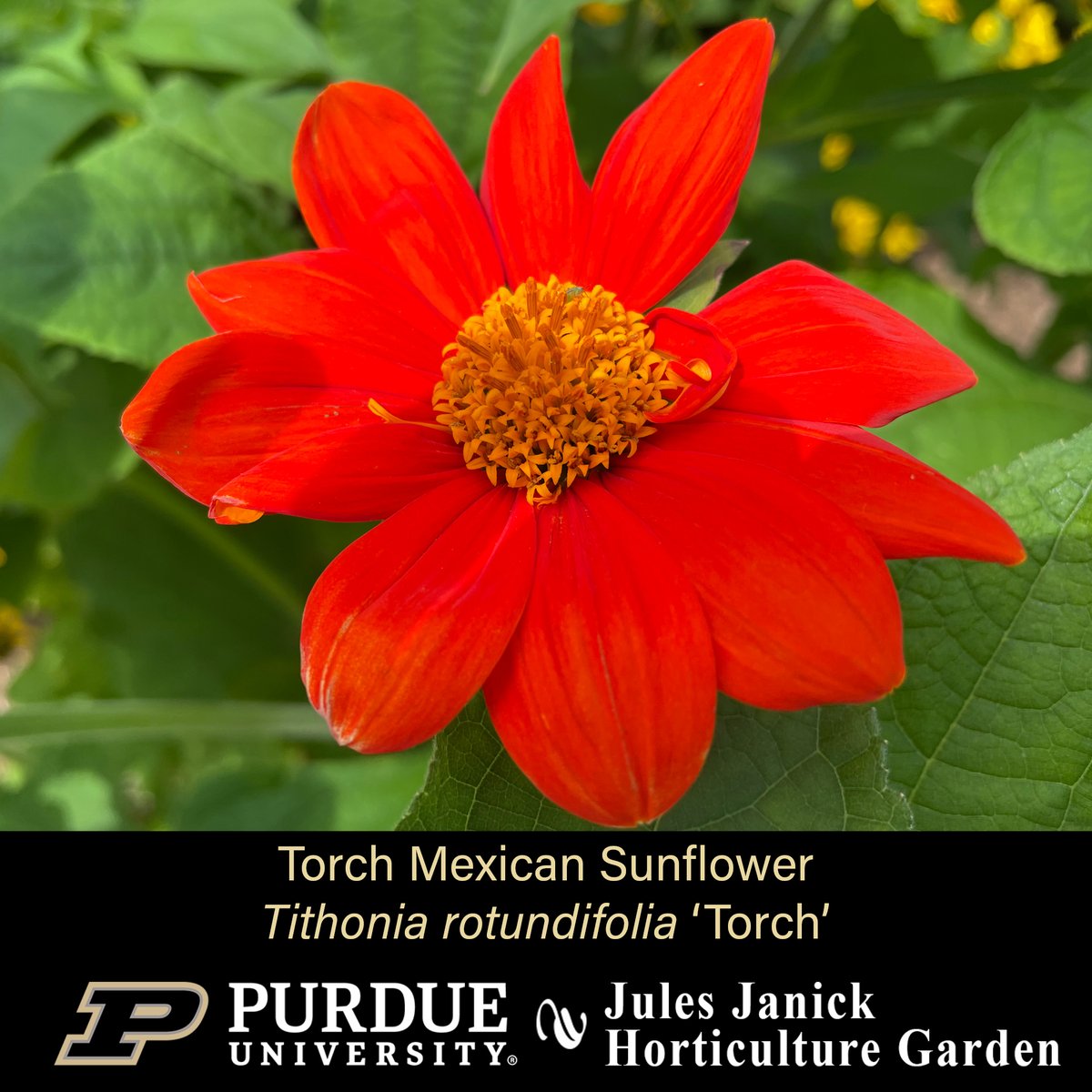 PurdueHortLA's tweet photo. Blooming this week in the Jules Janick Horticulture Garden:
* Seiryum Taiwanese Toad Lily *
* Obedient Plant *
* Torch Mexican Sunflower *
* Sweet Pickle Pepper *
#JJHGTuesday #PurdueHLA #PurdueAg
#PicturePurdue #Horticulture #FlowersMakeMeHappy
#PlantLove #GardenInspiration https://t.co/yBobcxTGwI