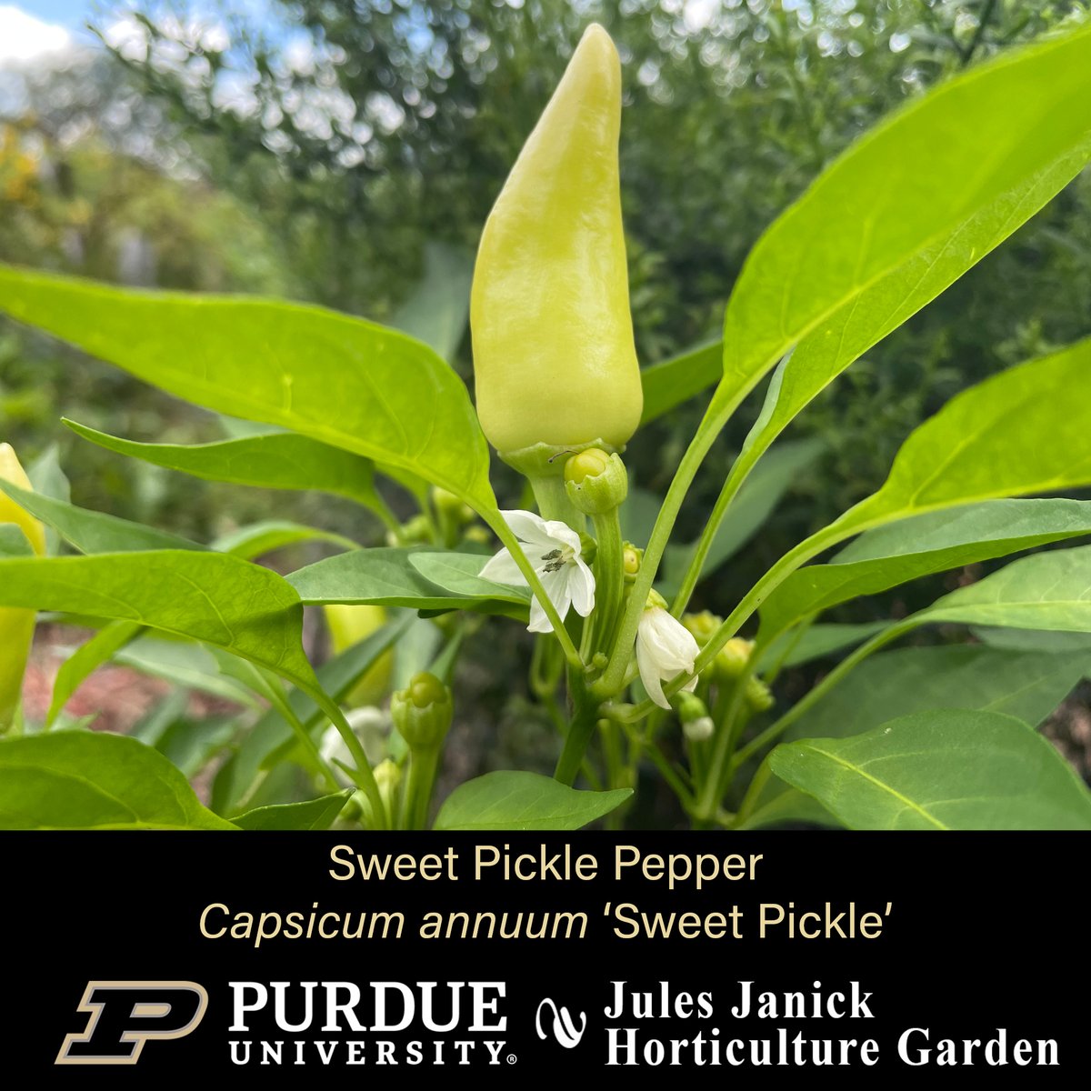 PurdueHortLA's tweet photo. Blooming this week in the Jules Janick Horticulture Garden:
* Seiryum Taiwanese Toad Lily *
* Obedient Plant *
* Torch Mexican Sunflower *
* Sweet Pickle Pepper *
#JJHGTuesday #PurdueHLA #PurdueAg
#PicturePurdue #Horticulture #FlowersMakeMeHappy
#PlantLove #GardenInspiration https://t.co/yBobcxTGwI