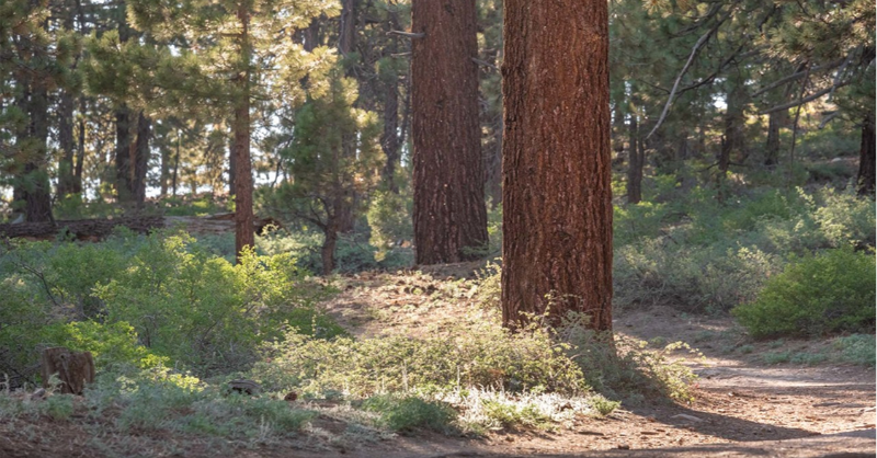 patagonia's tweet photo. The Forest Service is proposing logging and vegetation removal across 235,000 acres of Los Padres National Forest.

Take action with Patagonia grantee @forestwatch as they work to stop this destructive project.