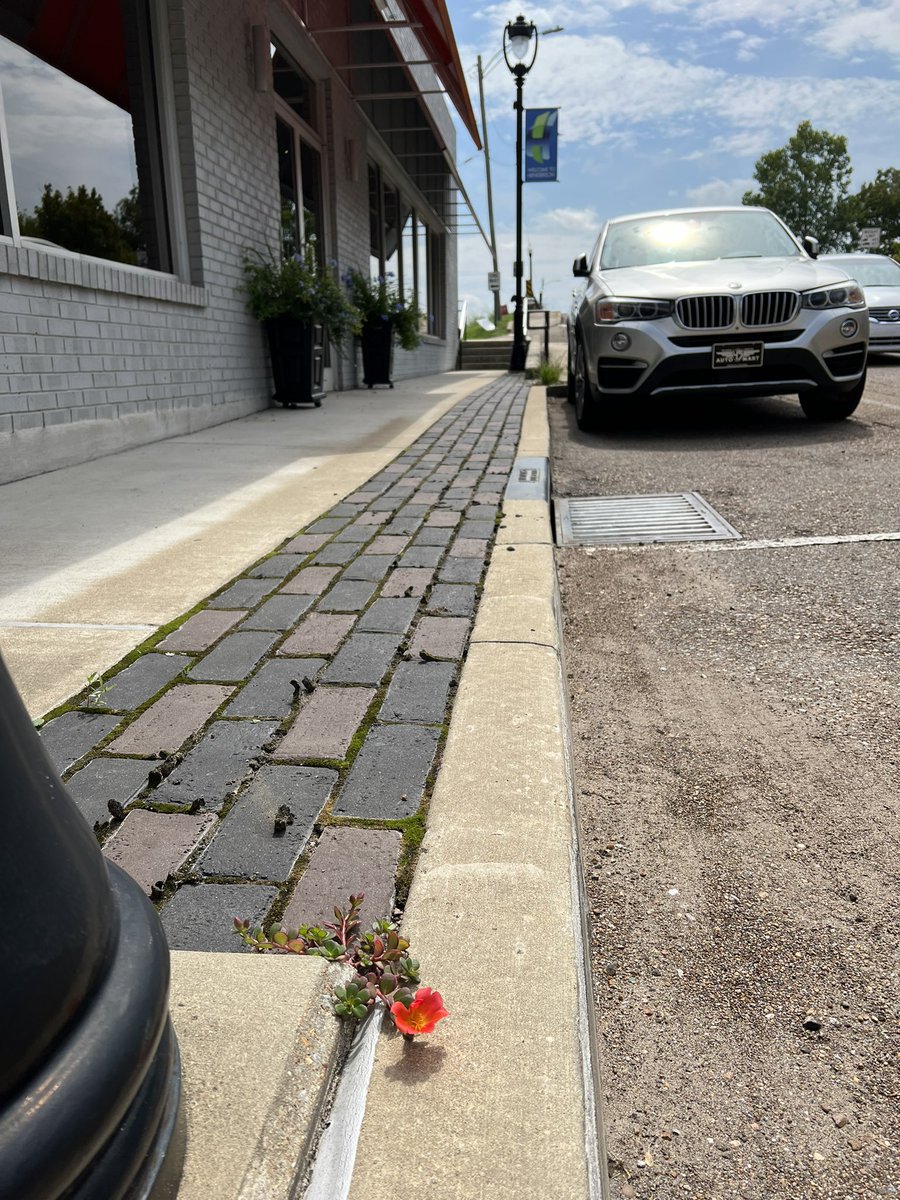 bramblettgroup's tweet photo. 🌿Admiring this volunteer beauty in front of the office today!
#HendersonTN
#ChesterCountyTN
#WherePigsFly https://t.co/RF7JuHDnfW