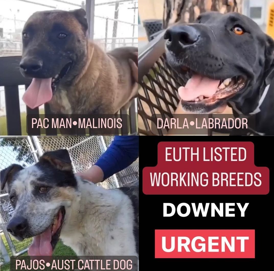 mapleveewesem's tweet photo. 🆘🐾🆘 3 #DowneyDogs #California way past final pleas. #ADOPT today 2-5 pm. 🙏
Pac-Man #A5484798 6 yo
Darla #A5484686 2 yo sweetheart 😍
Pajos - tweet ⬇
Downey CA ACC info ⬇
#AdoptDontShop #dogsoftwitter https://t.co/bQ3PvAjRxS