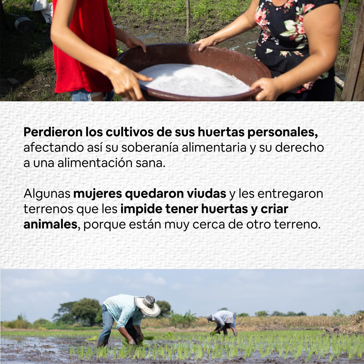 Colectivo_PRODH's tweet photo. 👩‍🌾👨‍🌾#CampesinosPorLaTierra
✊#CampesinosPorDerechosDeAsociación
 
Vulnerar el derecho a la libre asociación trae consecuencias nefastas para las familias campesinas que trabajan la tierra.
 
Una de ellas es que no existe cambio generacional. 
 
#JusticiaParaAsomac https://t.co/E8CWds2HD0