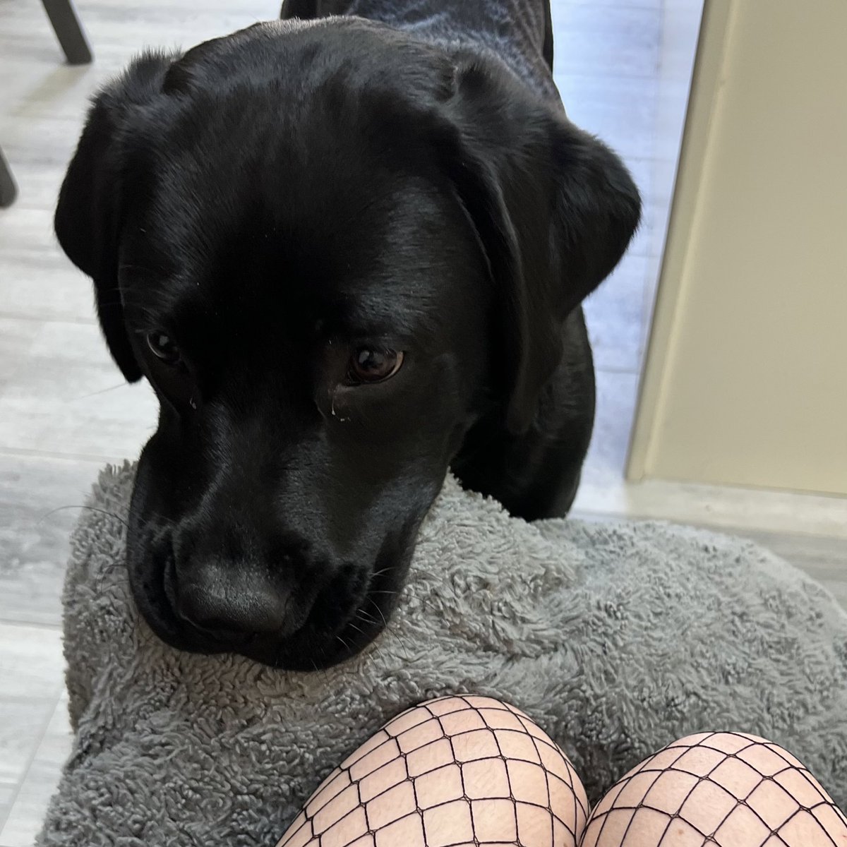 kwanizi's tweet photo. concert freebies + my puppy https://t.co/89fud8Qtvq