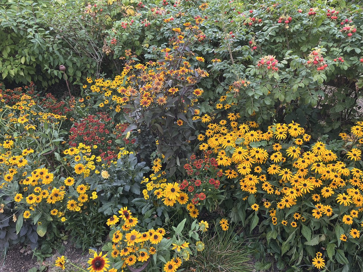 Crohnoid's tweet photo. Not a lot going on at the moment. The colour is all concentrated in the hot border - #rudbeckias (a lot grown from seed), #heleniums , #heliopsis and #dahlias against a backdrop of #rosarugosa
#GardensHour https://t.co/lVHPzEW5wz
