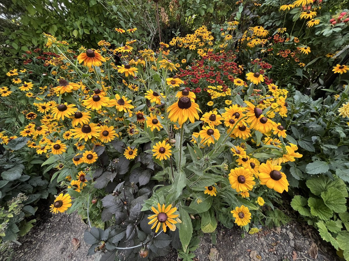 Crohnoid's tweet photo. Not a lot going on at the moment. The colour is all concentrated in the hot border - #rudbeckias (a lot grown from seed), #heleniums , #heliopsis and #dahlias against a backdrop of #rosarugosa
#GardensHour https://t.co/lVHPzEW5wz