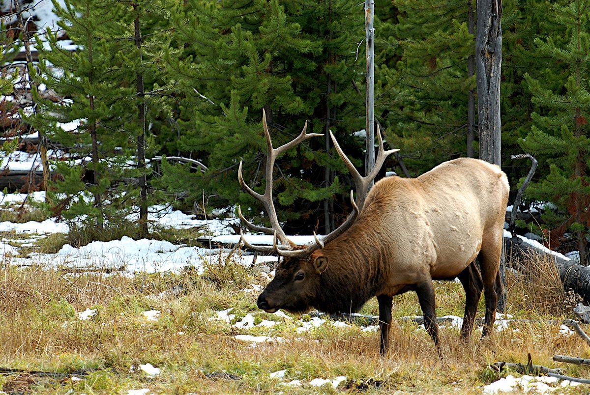 Thanks to the work of <a href="/GovGianforte/">Governor Greg Gianforte</a> and <a href="/RMEF/">Rocky Mountain Elk Foundation</a>, <a href="/MontanaFWP/">Montana FWP</a> now has 830 additional acres as part of the Mt. Haggin Wildlife Management Area boosting hunter access in Southwest Montana.