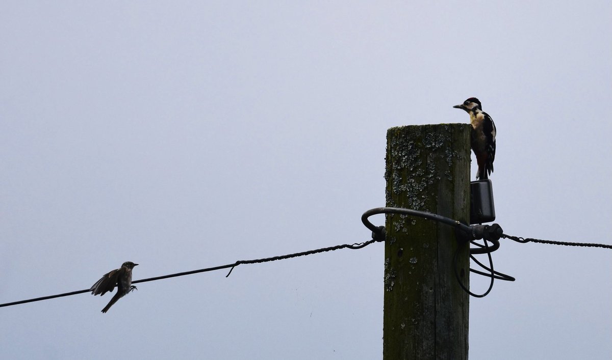 stevenwebb2009's tweet photo. Great Spotted Woodpecker encroached on Flycatcher territory, lasted less than a minute it was seen off https://t.co/u23LN8ovr4