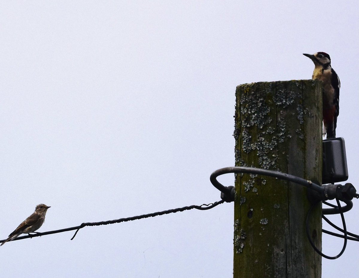 stevenwebb2009's tweet photo. Great Spotted Woodpecker encroached on Flycatcher territory, lasted less than a minute it was seen off https://t.co/u23LN8ovr4