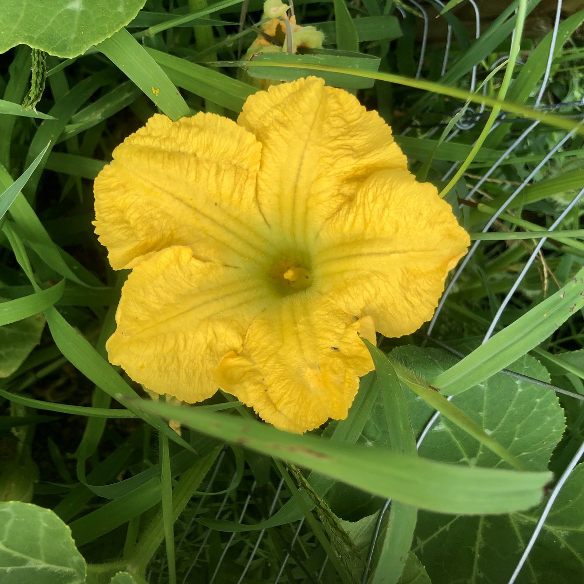 Pastor_Jim's tweet photo. #Psalm47
God reigns over the nations; God sits on his holy throne. Psalm 47:8 #PsalmForToday #mymorningpromenade🏃 #stuffiliketolookat https://t.co/TZYGHYqEam