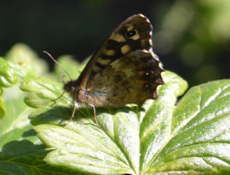Spotted in my back garden over the weekend on a gooseberry bush, anyone know what it is please? @ukbutterflies <a href="/Butterfly_bros/">Joel Ashton</a> <a href="/savebutterflies/">Butterfly Conservation 🦋</a> Thanks in advance